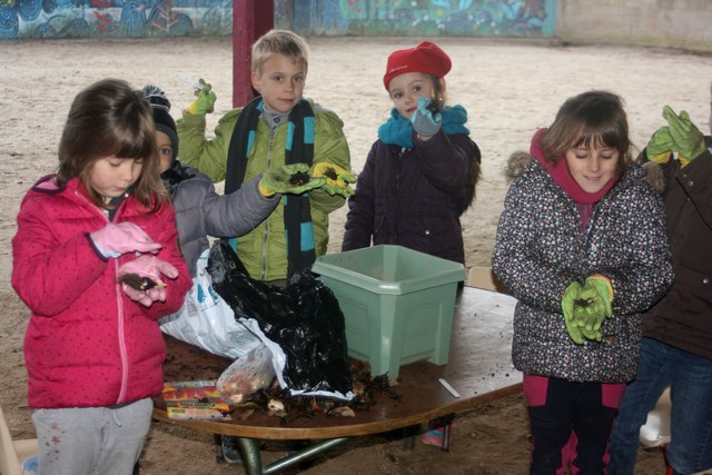 plantation bulbes tulipe décembre