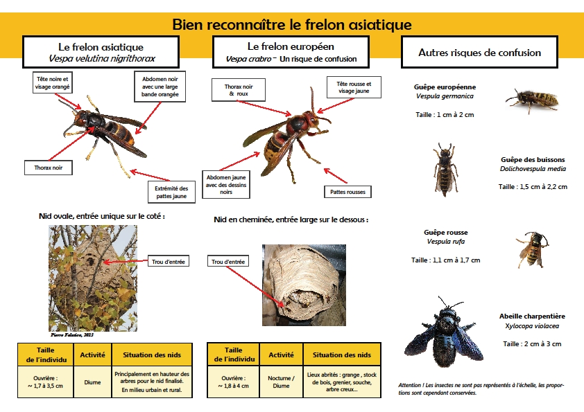 frelon asiatique 2